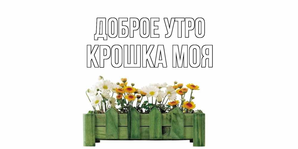 Открытка на каждый день с именем, Крошка-моя Доброе утро цветы Прикольная открытка с пожеланием онлайн скачать бесплатно 