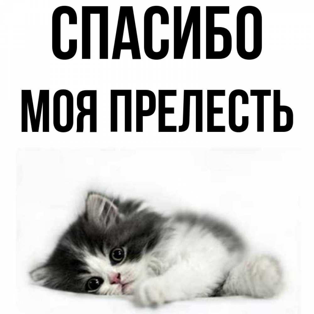 Спасибо моя прелесть картинки