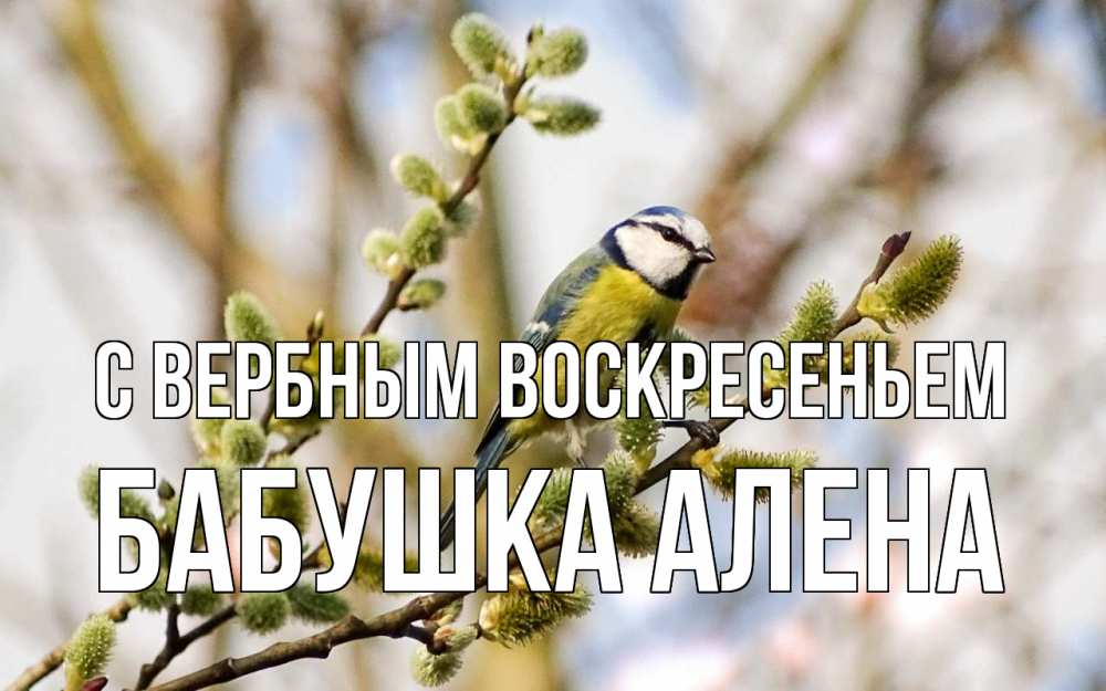 Открытка на каждый день с именем, Бабушка-Алена С вербным воскресеньем верба Прикольная открытка с пожеланием онлайн скачать бесплатно 