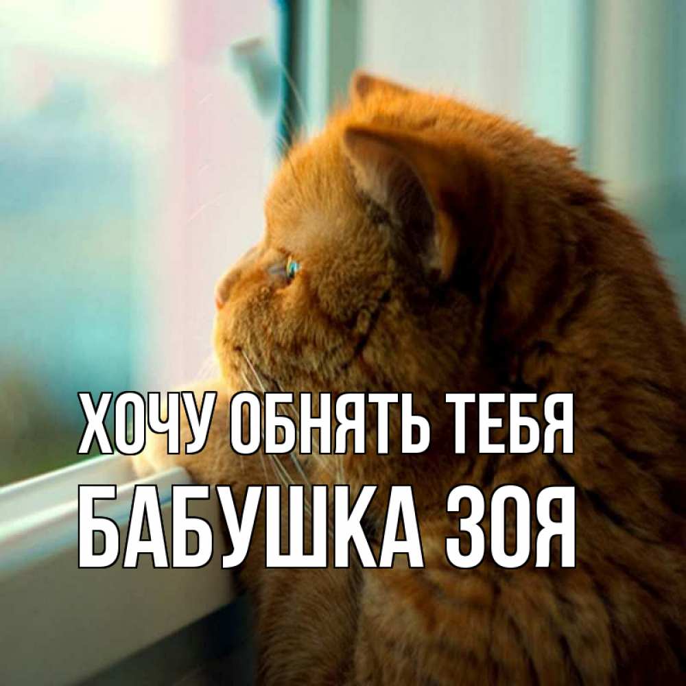 Открытка на каждый день с именем, Бабушка-Зоя Хочу обнять тебя большой огромный рыжий котяра Прикольная открытка с пожеланием онлайн скачать бесплатно 