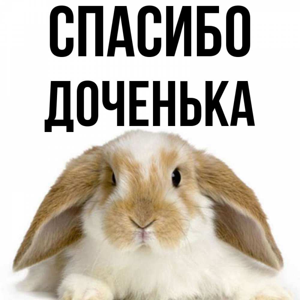 Открытка на каждый день с именем, ДОЧЕНЬКА Спасибо коричнево белый заяц Прикольная открытка с пожеланием онлайн скачать бесплатно 