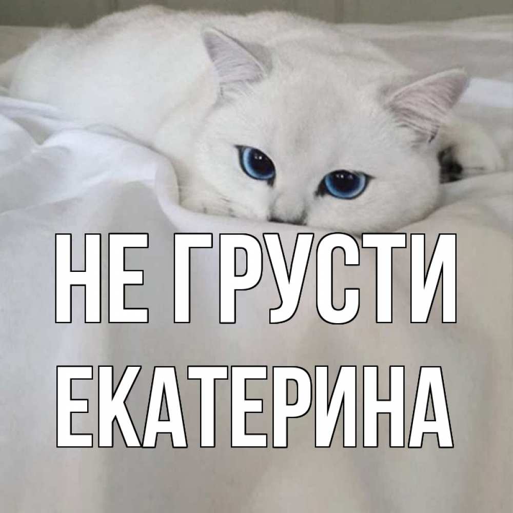 Открытка на каждый день с именем, Екатерина Не грусти белый кот с голубыми глазами на белоснежной кровати Прикольная открытка с пожеланием онлайн скачать бесплатно 