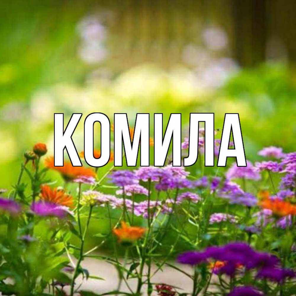Открытка на каждый день с именем, Комила Главная цветы Прикольная открытка с пожеланием онлайн скачать бесплатно 