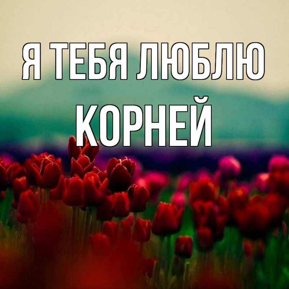 Открытка на каждый день с именем, Корней Я тебя люблю тюльпаны 4 Прикольная открытка с пожеланием онлайн скачать бесплатно 