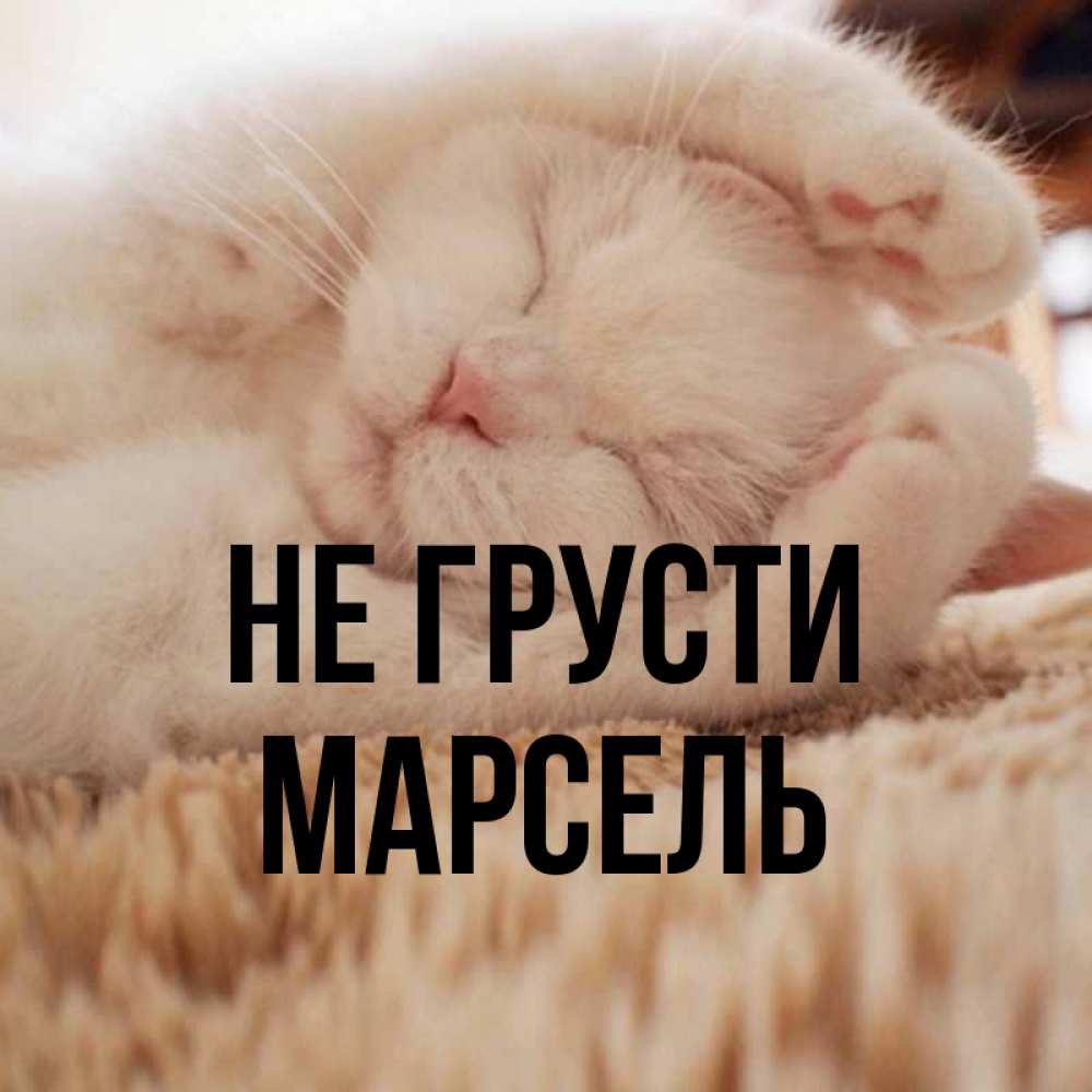 Открытка на каждый день с именем, Марсель Не грусти Котенок спит Прикольная открытка с пожеланием онлайн скачать бесплатно 