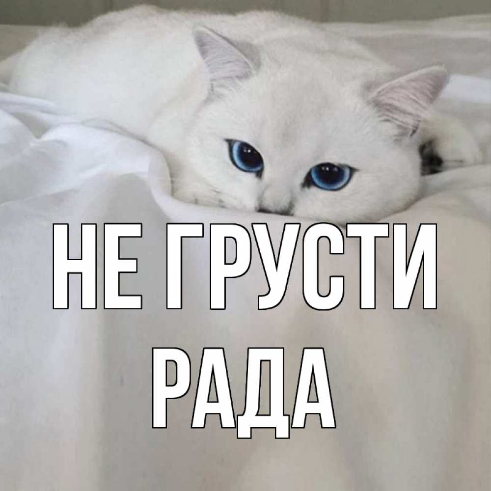 Открытка на каждый день с именем, Рада Не грусти белый кот с голубыми глазами на белоснежной кровати Прикольная открытка с пожеланием онлайн скачать бесплатно 