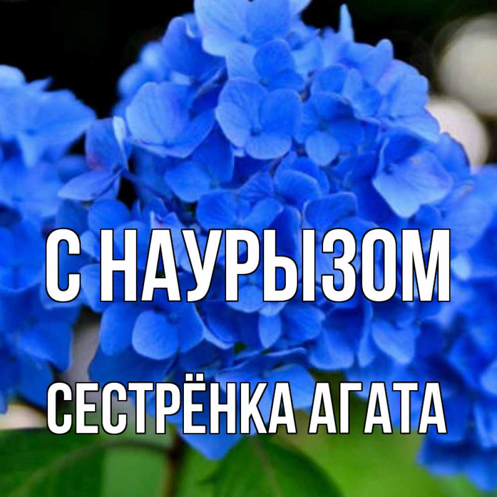 Открытка на каждый день с именем, Сестрёнка-Агата С наурызом синие цветы Прикольная открытка с пожеланием онлайн скачать бесплатно 