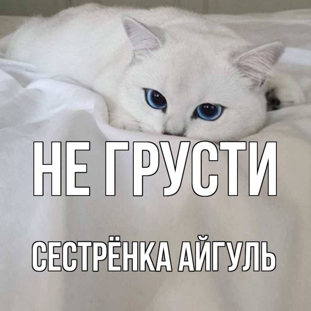 Открытка на каждый день с именем, Сестрёнка-Айгуль Не грусти белый кот с голубыми глазами на белоснежной кровати Прикольная открытка с пожеланием онлайн скачать бесплатно 