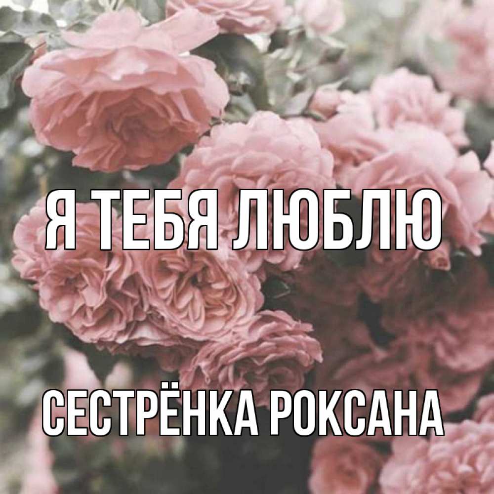 Открытка на каждый день с именем, Сестрёнка-Роксана Я тебя люблю розы 3 Прикольная открытка с пожеланием онлайн скачать бесплатно 