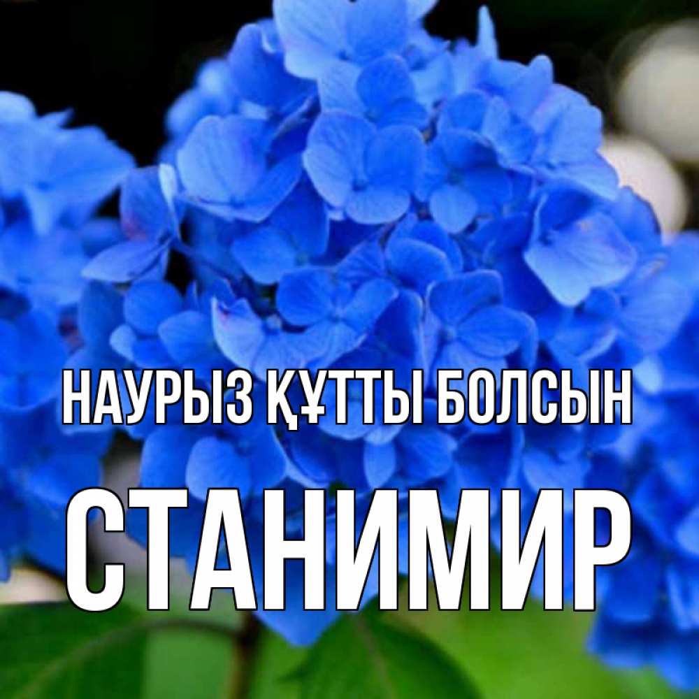 Открытка на каждый день с именем, Станимир Наурыз құтты болсын синие цветы Прикольная открытка с пожеланием онлайн скачать бесплатно 
