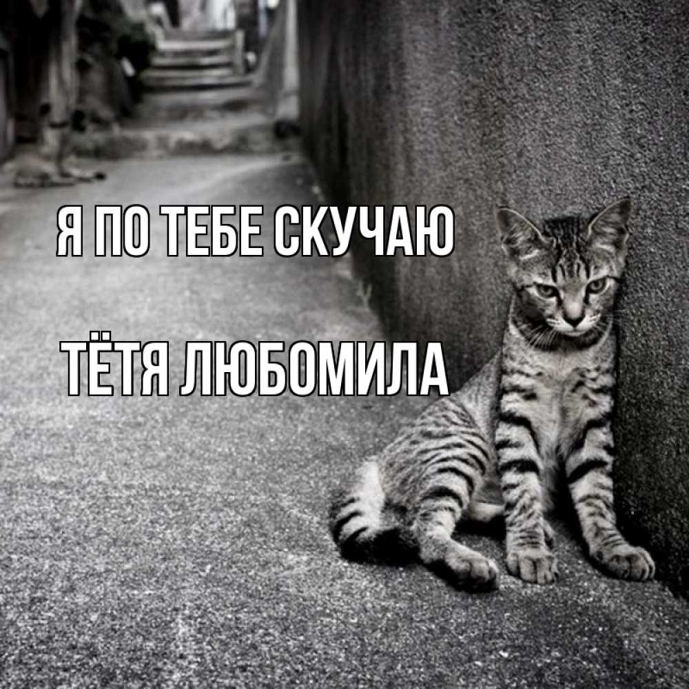 Открытка на каждый день с именем, Тётя-Любомила Я по тебе скучаю одиноко котику Прикольная открытка с пожеланием онлайн скачать бесплатно 