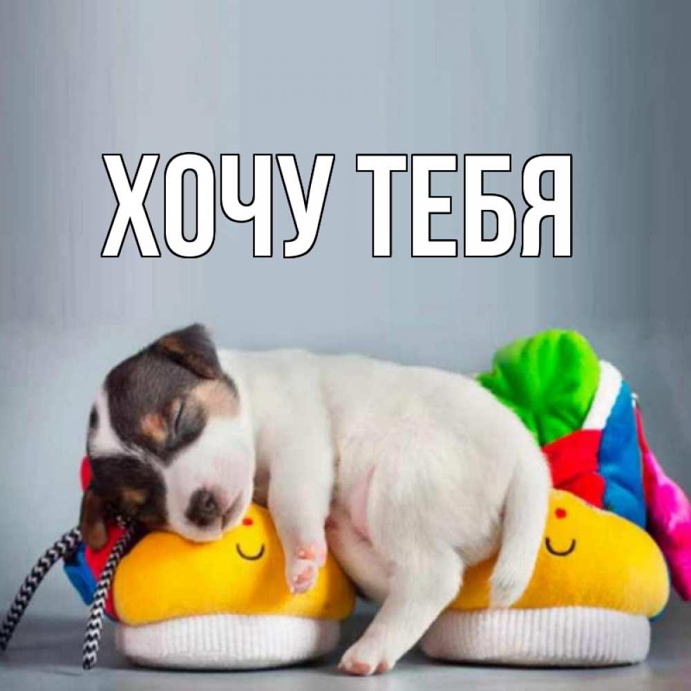 Открытка на каждый день с именем, Хочу-тебя Главная собачка Прикольная открытка с пожеланием онлайн скачать бесплатно 