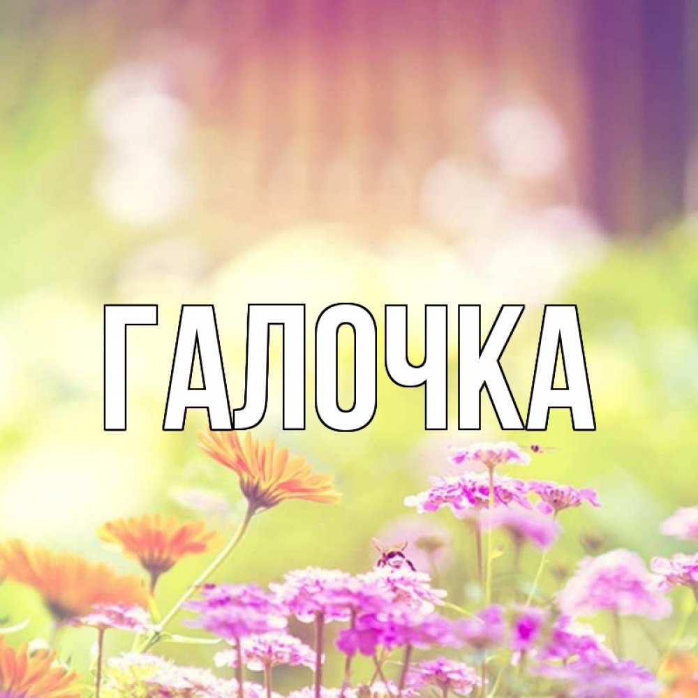 Открытка на каждый день с именем, Галочка Главная цветы весна Прикольная открытка с пожеланием онлайн скачать бесплатно 