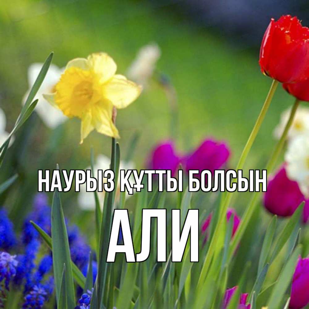 Открытка на каждый день с именем, Али Наурыз құтты болсын наурыз  3 открытки Прикольная открытка с пожеланием онлайн скачать бесплатно 
