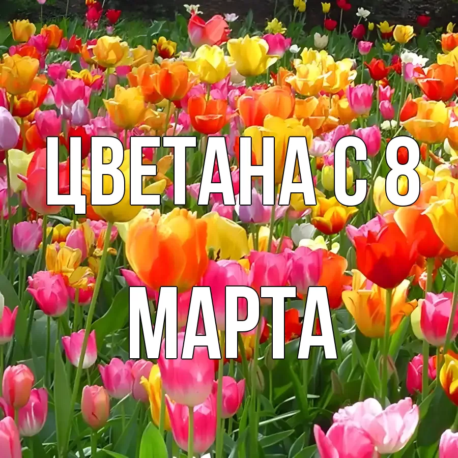 Открытка на каждый день с именем, Цветана С 8 МАРТА на международный женский день Прикольная открытка с пожеланием онлайн скачать бесплатно 