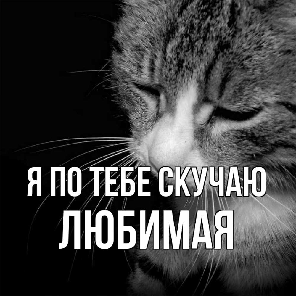 Открытки я скучаю по тебе любимая моя девочка спинку тебе поглажу, смешные смс