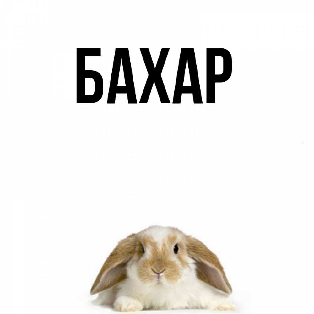 Открытка на каждый день с именем, Бахар Главная коричнево белый заяц с большими ушками Прикольная открытка с пожеланием онлайн скачать бесплатно 
