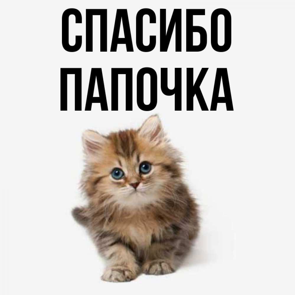 Открытка на каждый день с именем, Папочка Спасибо пушистый котик Прикольная открытка с пожеланием онлайн скачать бесплатно 