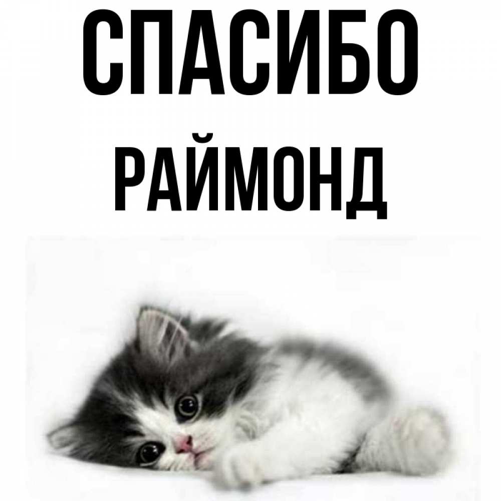 Открытка на каждый день с именем, Раймонд Спасибо черный и белый кот Прикольная открытка с пожеланием онлайн скачать бесплатно 