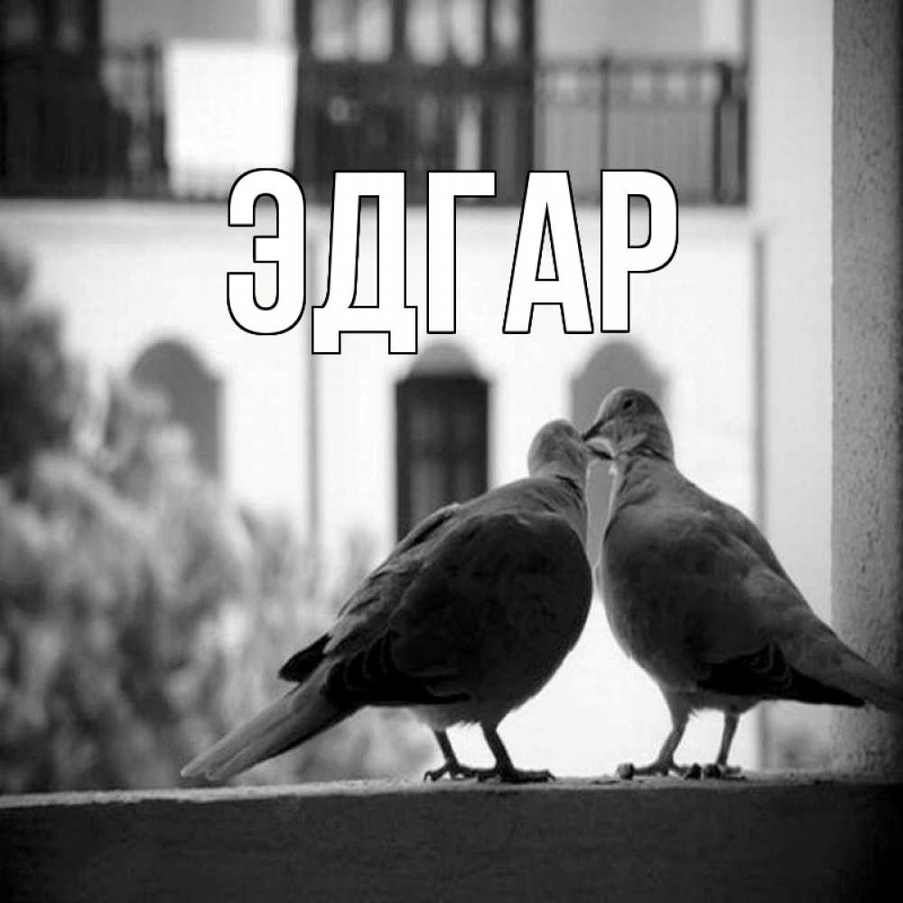 Открытка на каждый день с именем, Эдгар Главная птицы на подоконнике Прикольная открытка с пожеланием онлайн скачать бесплатно 