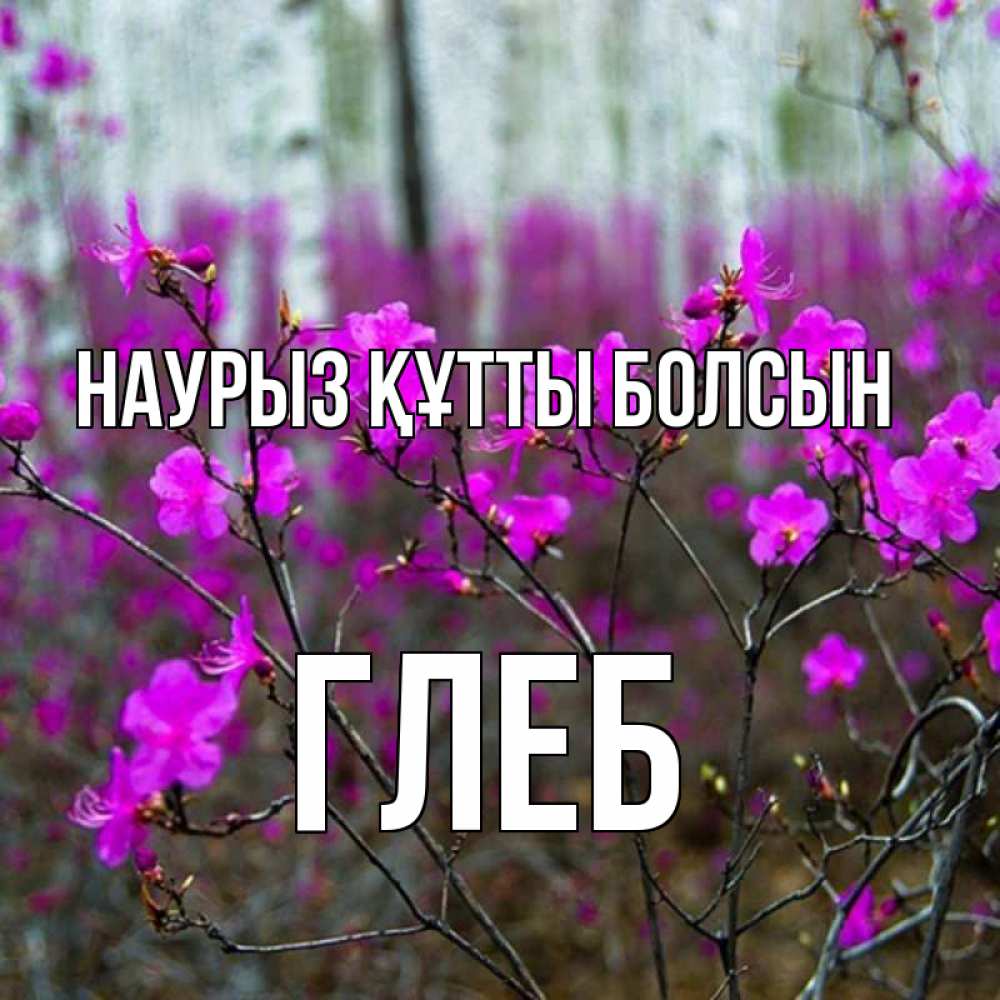 Открытка на каждый день с именем, Глеб Наурыз құтты болсын дикие цветы Прикольная открытка с пожеланием онлайн скачать бесплатно 