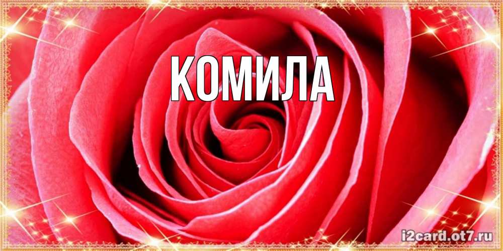 Открытка на каждый день с именем, Комила Главная розовая роза очень крупный бутон Прикольная открытка с пожеланием онлайн скачать бесплатно 