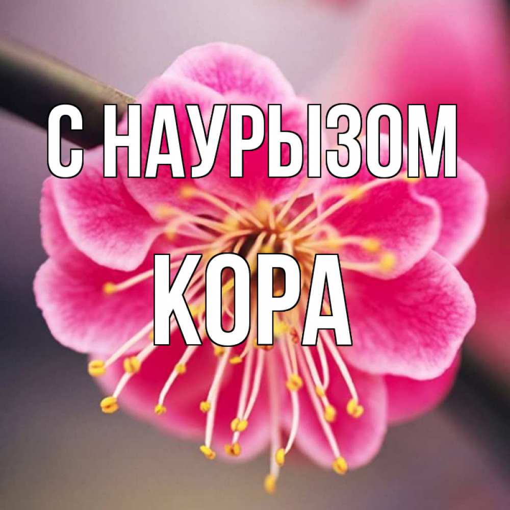 Открытка на каждый день с именем, Кора С наурызом цветы Прикольная открытка с пожеланием онлайн скачать бесплатно 