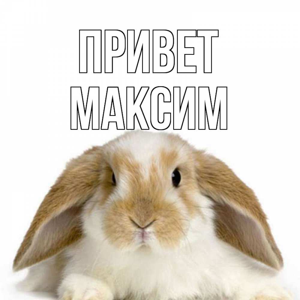 Открытка на каждый день с именем, Максим Привет с животными Прикольная открытка с пожеланием онлайн скачать бесплатно 