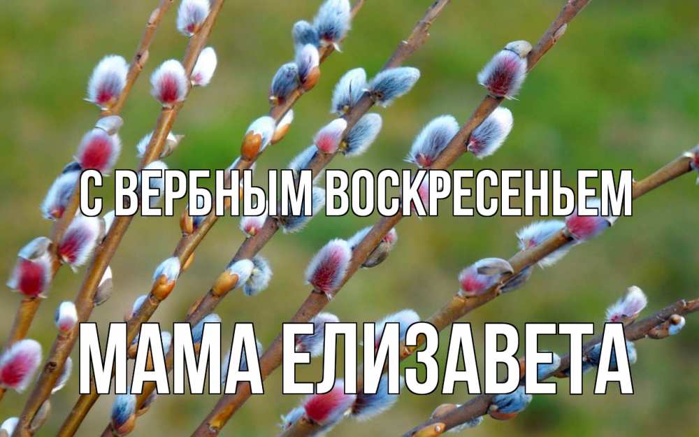 Открытка на каждый день с именем, Мама-Елизавета С вербным воскресеньем верба Прикольная открытка с пожеланием онлайн скачать бесплатно 