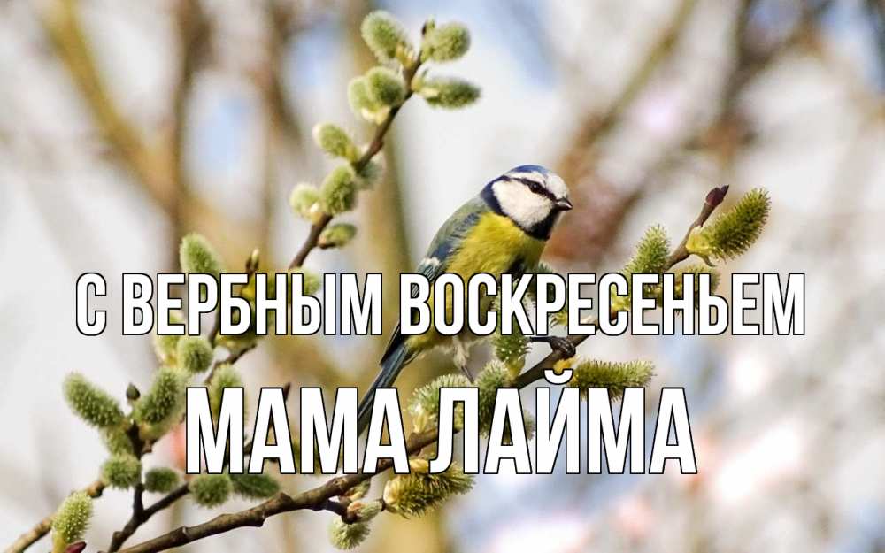 Открытка на каждый день с именем, Мама-Лайма С вербным воскресеньем верба Прикольная открытка с пожеланием онлайн скачать бесплатно 