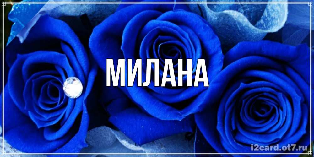Открытка на каждый день с именем, Милана Главная синие розы в росе Прикольная открытка с пожеланием онлайн скачать бесплатно 