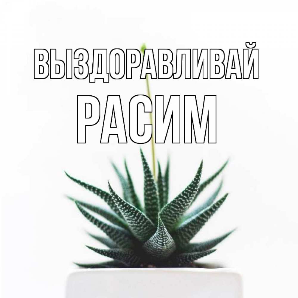 Открытка на каждый день с именем, Расим Выздоравливай короче это непонятная колючка Прикольная открытка с пожеланием онлайн скачать бесплатно 
