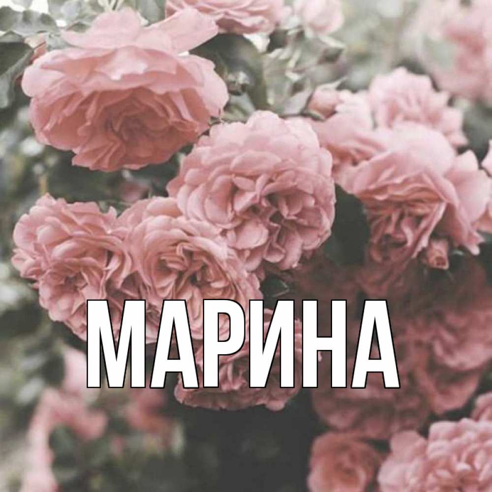 Открытка на каждый день с именем, Марина Главная розы 3 Прикольная открытка с пожеланием онлайн скачать бесплатно 