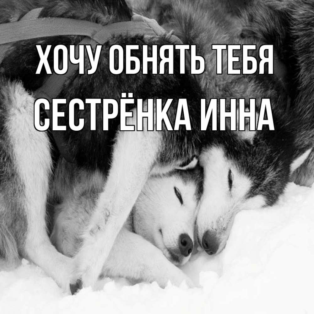 Открытка на каждый день с именем, Сестрёнка-Инна Хочу обнять тебя собачки в упряжке Прикольная открытка с пожеланием онлайн скачать бесплатно 