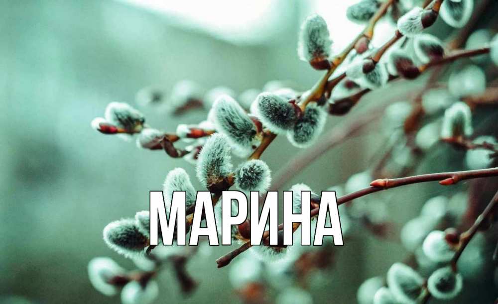 Открытка на каждый день с именем, Марина Главная верба Прикольная открытка с пожеланием онлайн скачать бесплатно 