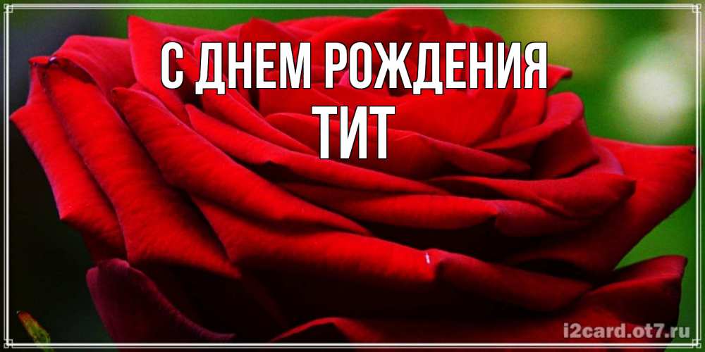Открытка на каждый день с именем, Тит С днем рождения розочка очень красивая Прикольная открытка с пожеланием онлайн скачать бесплатно 