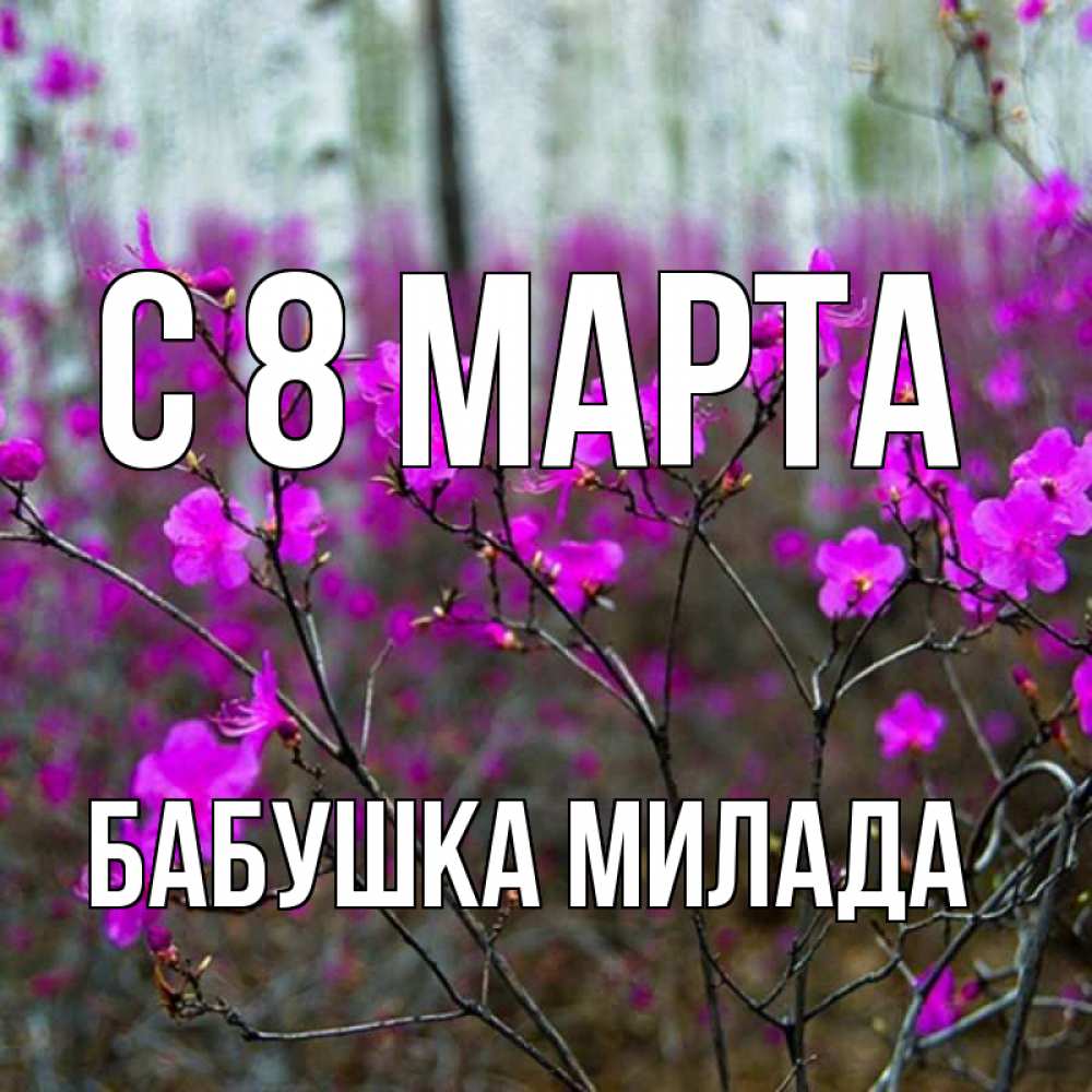 Открытка на каждый день с именем, Бабушка-Милада С 8 МАРТА дикие цветы Прикольная открытка с пожеланием онлайн скачать бесплатно 