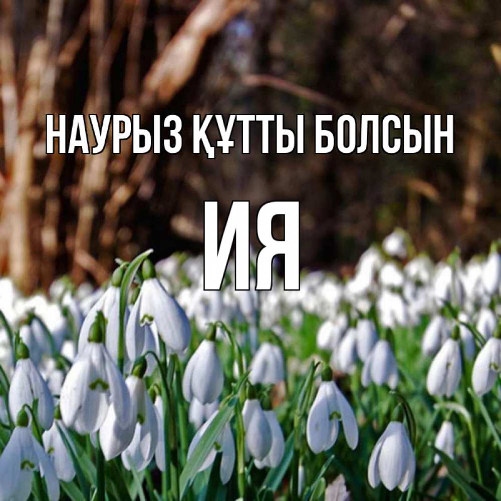Открытка на каждый день с именем, Ия Наурыз құтты болсын с подснежниками 1 Прикольная открытка с пожеланием онлайн скачать бесплатно 