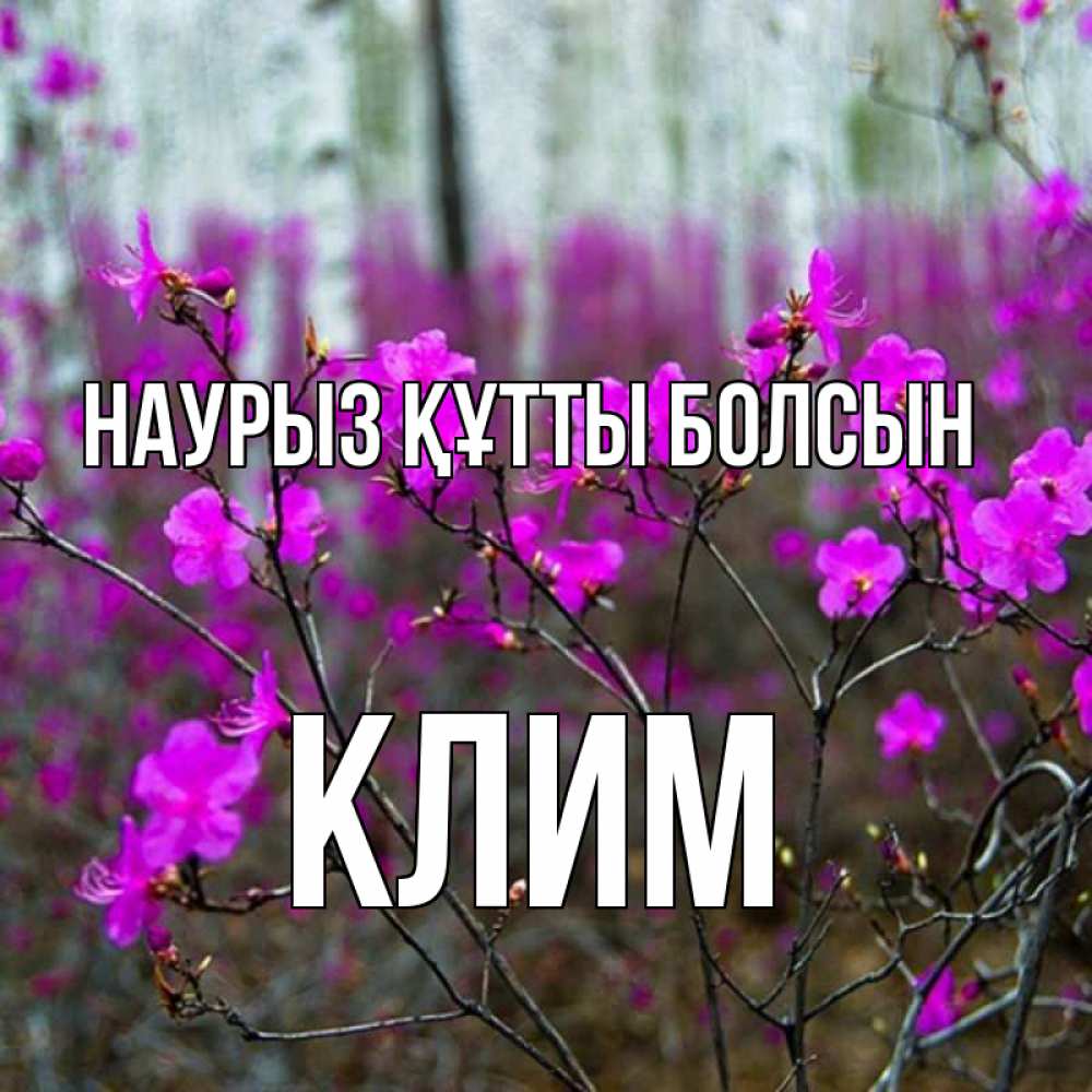 Открытка на каждый день с именем, Клим Наурыз құтты болсын дикие цветы Прикольная открытка с пожеланием онлайн скачать бесплатно 