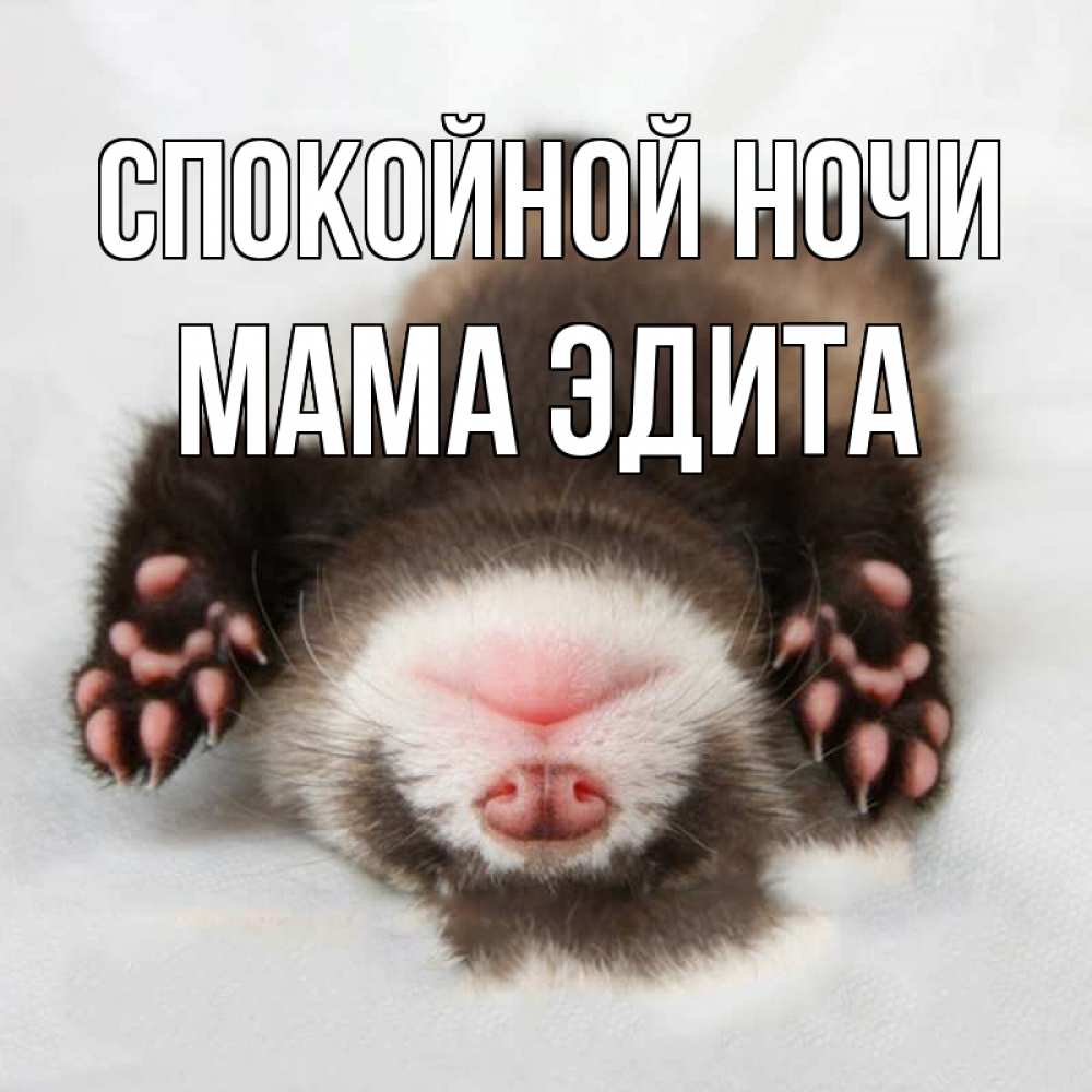 Открытка на каждый день с именем, Мама-Эдита Спокойной ночи зверек Прикольная открытка с пожеланием онлайн скачать бесплатно 