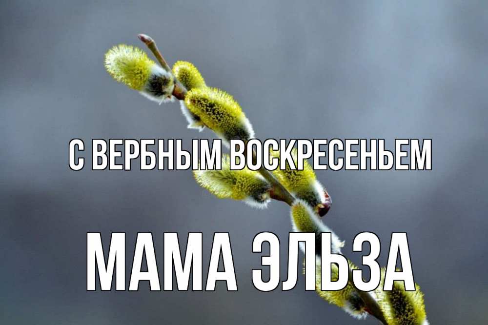 Открытка на каждый день с именем, Мама-Эльза С вербным воскресеньем верба Прикольная открытка с пожеланием онлайн скачать бесплатно 