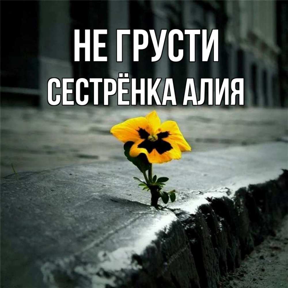 Открытка на каждый день с именем, Сестрёнка-Алия Не грусти не сдавайся Прикольная открытка с пожеланием онлайн скачать бесплатно 