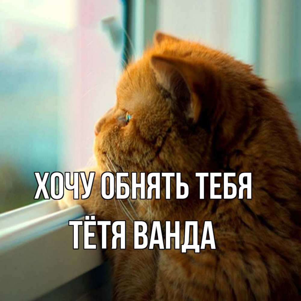 Открытка на каждый день с именем, Тётя-Ванда Хочу обнять тебя большой огромный рыжий котяра Прикольная открытка с пожеланием онлайн скачать бесплатно 