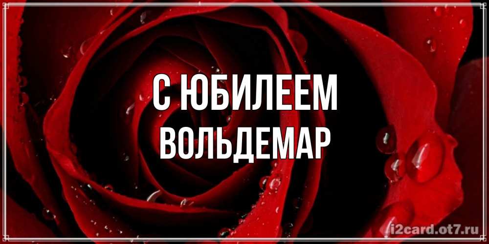 Открытка на каждый день с именем, Вольдемар С юбилеем крупная бордовая роза Прикольная открытка с пожеланием онлайн скачать бесплатно 