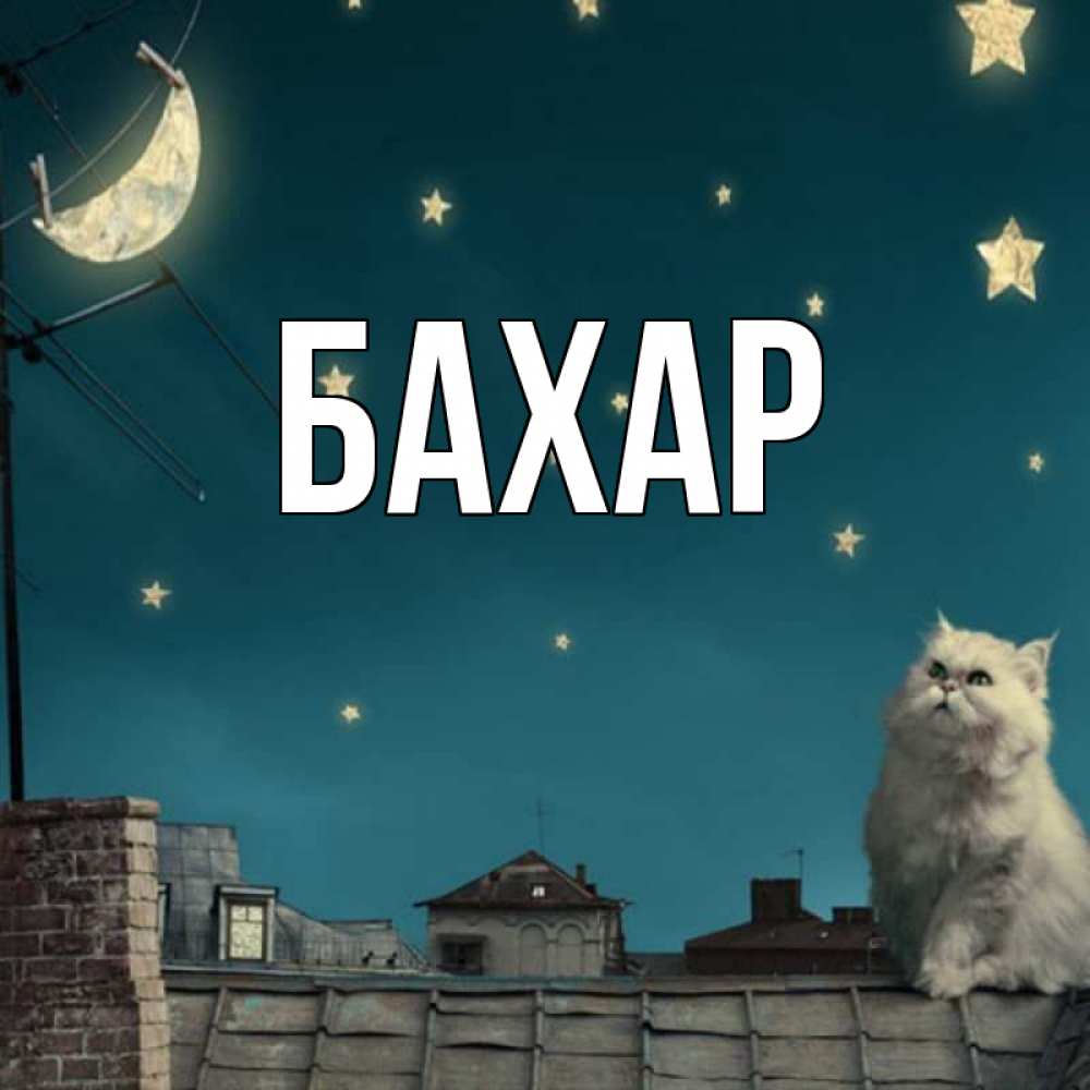 Открытка на каждый день с именем, Бахар Главная белый кот сидит на крыше Прикольная открытка с пожеланием онлайн скачать бесплатно 
