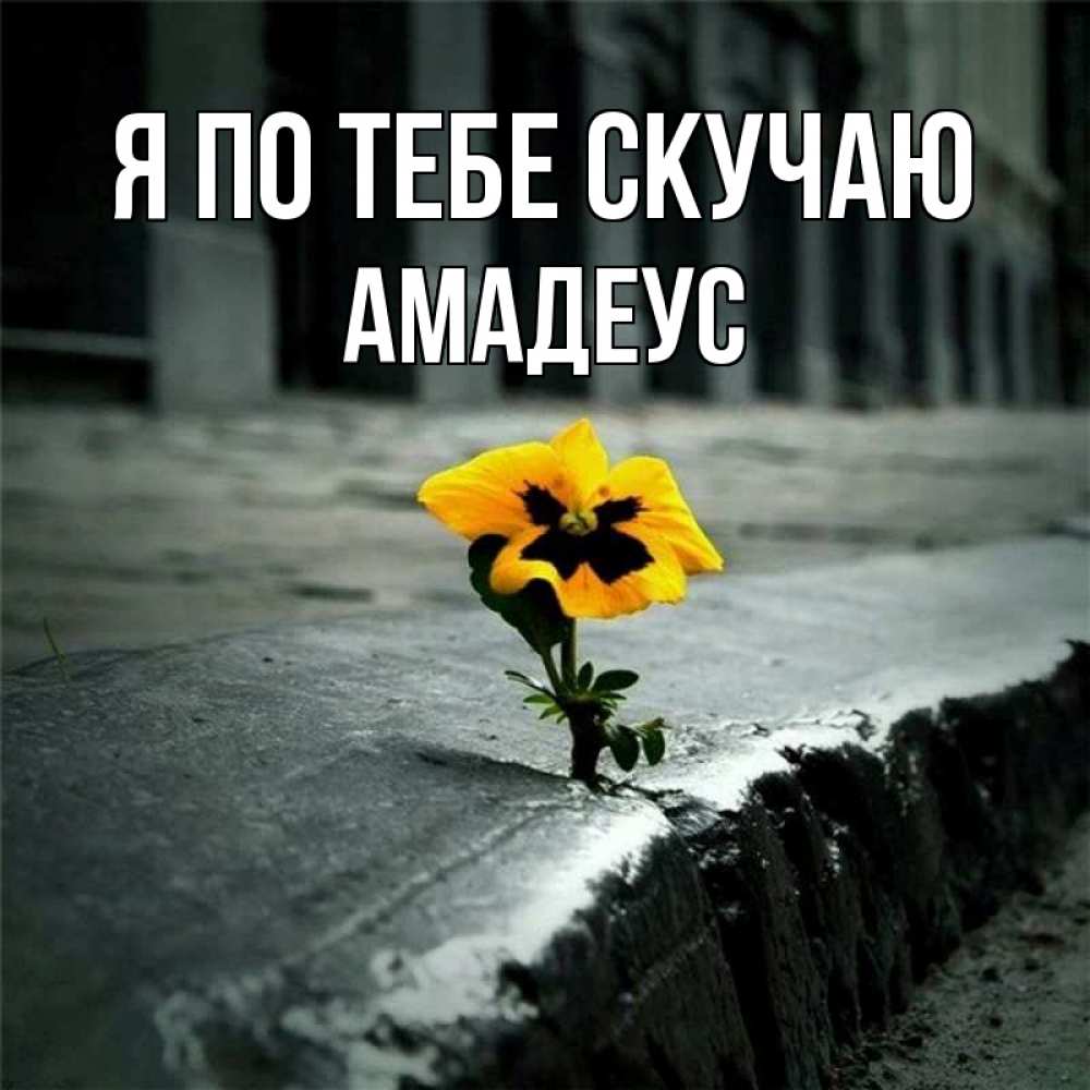 Открытка на каждый день с именем, Амадеус Я по тебе скучаю надеюсь будет лучше Прикольная открытка с пожеланием онлайн скачать бесплатно 