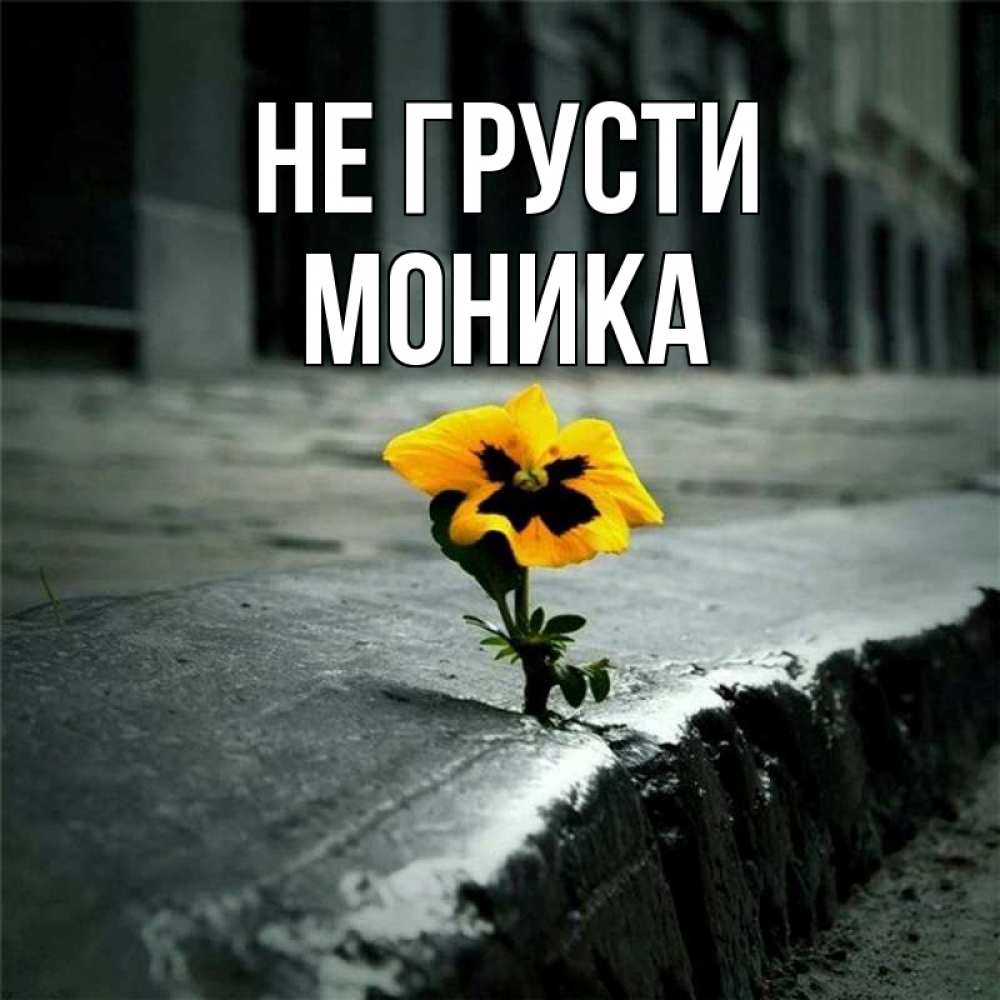 Открытка на каждый день с именем, Моника Не грусти не сдавайся Прикольная открытка с пожеланием онлайн скачать бесплатно 
