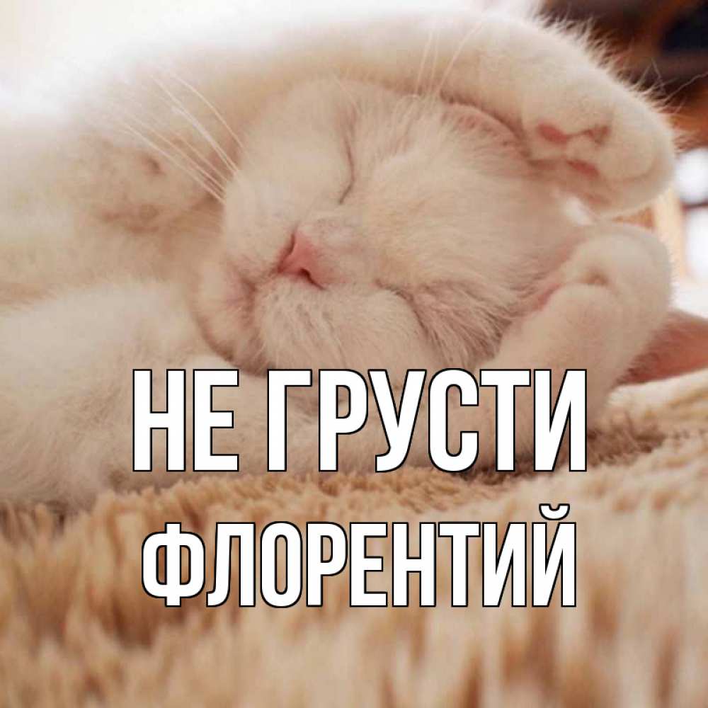 Открытка на каждый день с именем, Флорентий Не грусти белый кот Прикольная открытка с пожеланием онлайн скачать бесплатно 