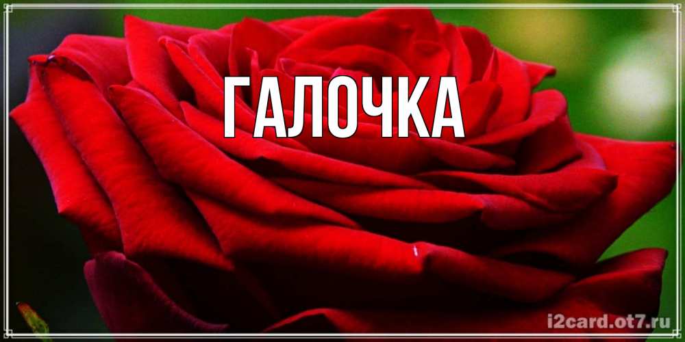 Открытка на каждый день с именем, Галочка Главная розочка очень красивая Прикольная открытка с пожеланием онлайн скачать бесплатно 