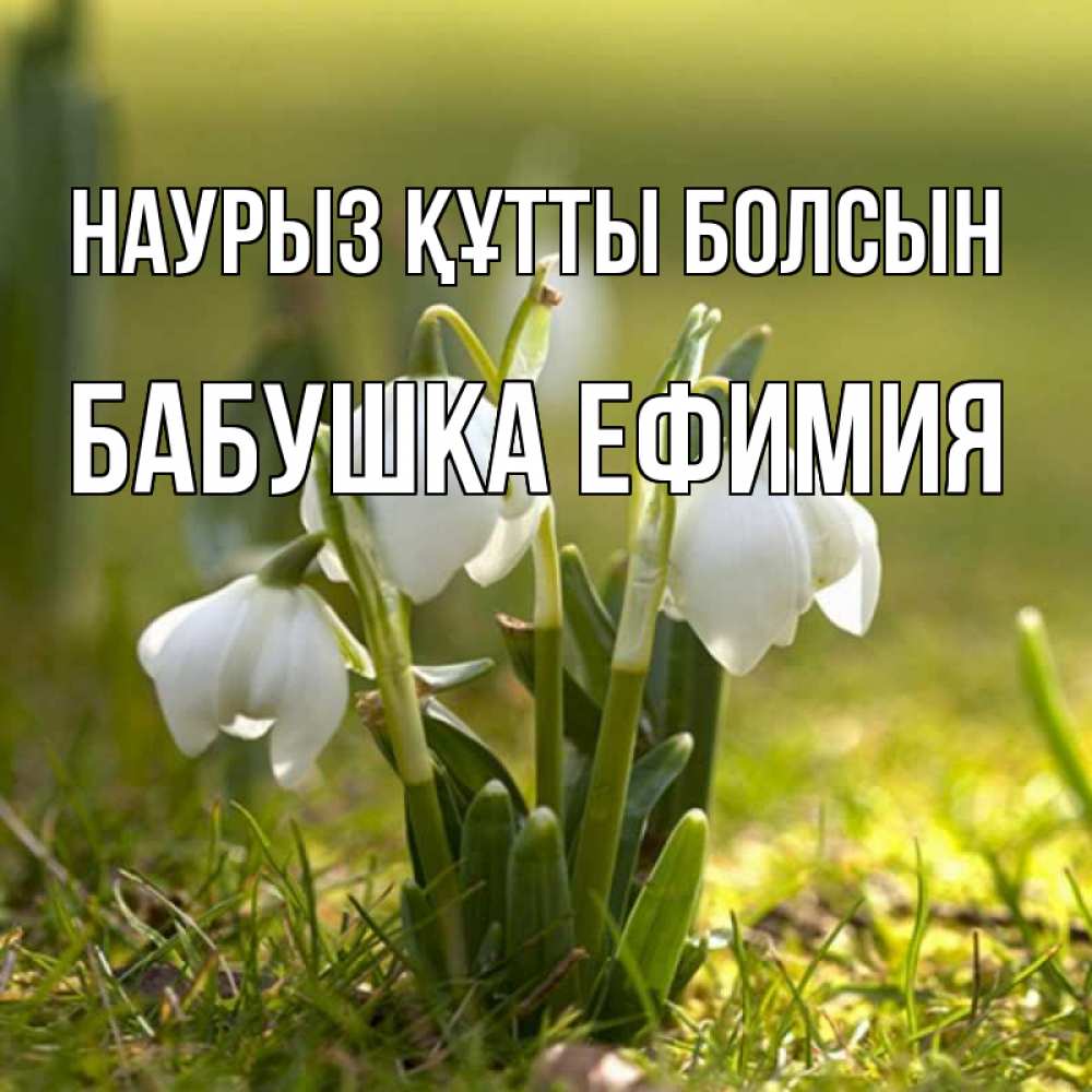 Открытка на каждый день с именем, Бабушка-Ефимия Наурыз құтты болсын ранние цветы 2 Прикольная открытка с пожеланием онлайн скачать бесплатно 